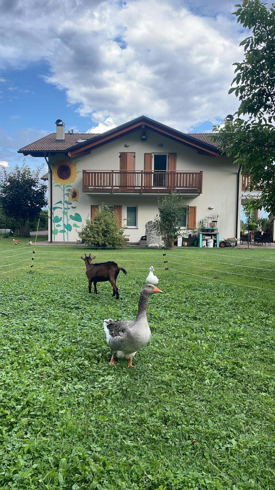Agriturismo Girasole Fai della Paganella Luaran gambar